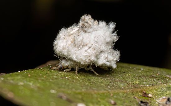 mwinh.com - Junk collector